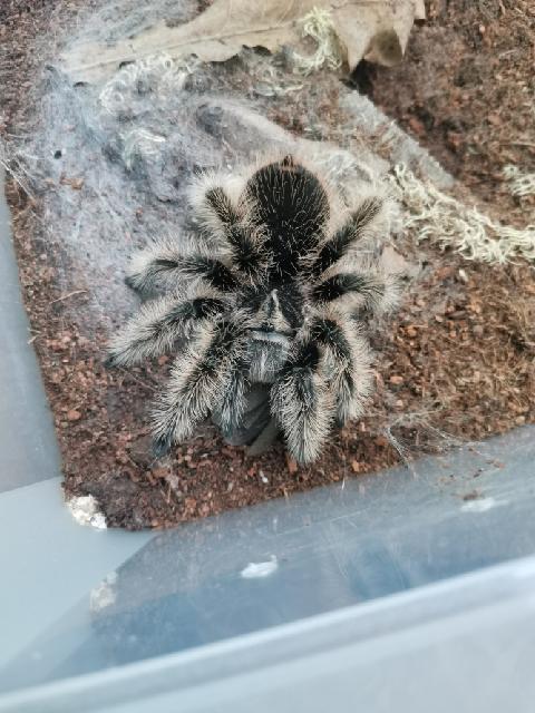 Tliltocatl albopilosum samice